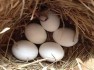 Tested-Fertile-parrot-eggs-birds-and-parrots-for-sale-